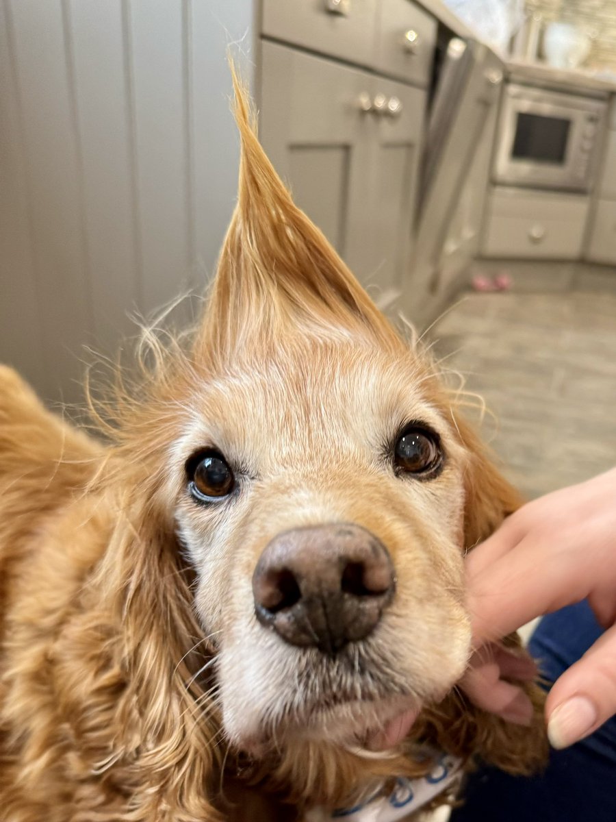 SpanielsSuper's tweet image. HuSis is home from Thailand &amp;amp; Vietnam 
The #BadHair  days have started again #BringItOn no one does my hair like she does #PamperTime