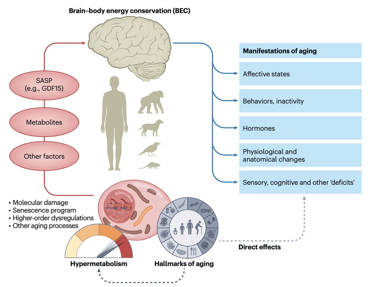 To understand aging, we need to reconcile the sub-cellular molecular hallmarks of aging with whole-body aging phenotypes