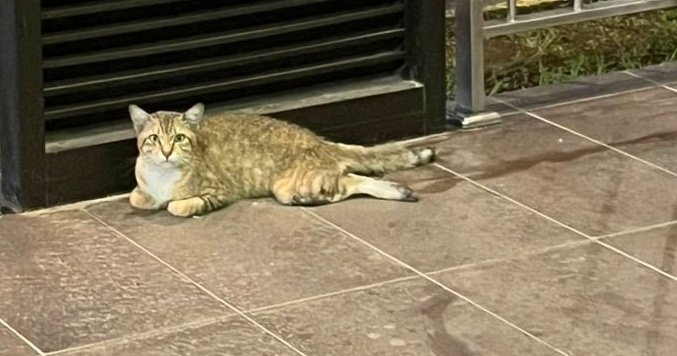 samantha_cavill's tweet photo. Oh my goodness ‼️‼️
Please anyone nearby can help? Looks like dia drag badan dia sebab tak mampu jalan dah😞
You can crowdfund for dana if needed🙏🏼if anyone is able to help please 🙏🏼 https://t.co/KVfdOWx0f2