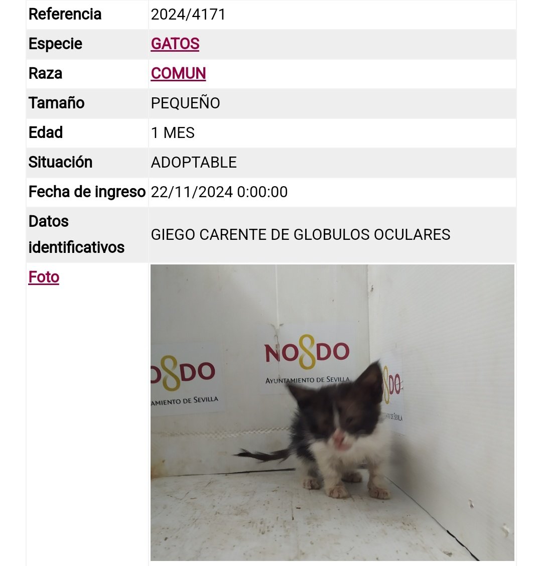 #MUYURGENTE‼️‼️

El viernes entró en #ZoosanitarioSevilla un gatito muy pequeño (aprox., 1 mes) CIEGO (sin glóbulos oculares). 🥺

Para su #adopción: 👇🏾

• Ref.: 2024/4171.

Tel.: 955 47 26 36.
📩 adopcionanimal@sevilla.org
Tel.: 661 37 47 80 (particular; ajeno al zoosanitario).