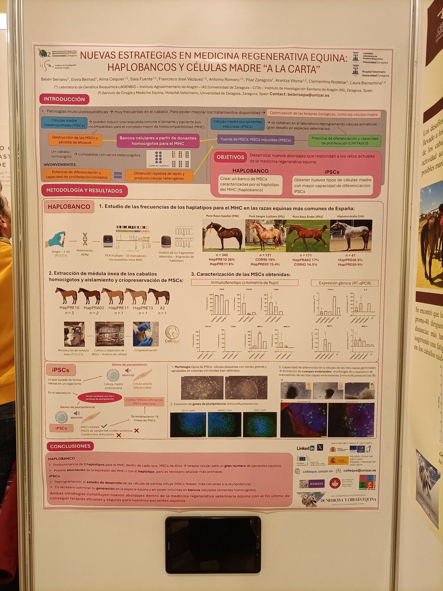 LauraVetStem's tweet photo. Muy contentas de haber participado en el @CongresoEquino con una comunicación oral y un póster sobre nuestro trabajo con #celulasmadre presentados por Elvira y Belén 🐴
Ha sido un placer encontrarnos con (y conocer a  más) compañer@s clínic@s, y además disfrutar de @SICABOficial https://t.co/AT36uypdac