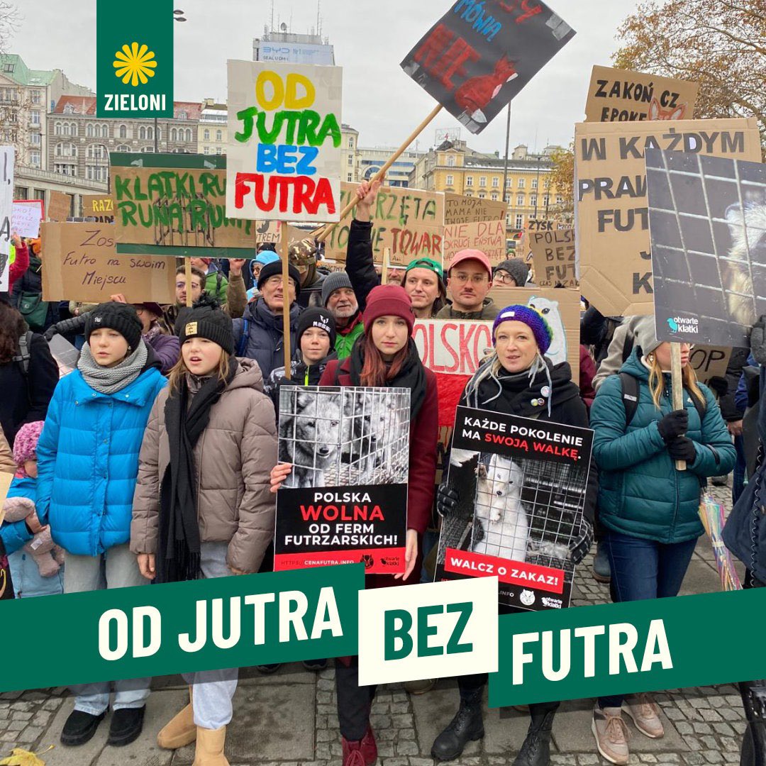 Zieloni's tweet photo. POLSKA JUTRA KRAJ BEZ FUTRA!🦊 Już niedługo przemysł futrzarski skończy na śmietniku historii, a to za sprawą determinacji i współpracy @otwarteklatki @Fundacja_Viva i zielonej posłanki @GoTracz ✊

🦊Gosia złożyła w Sejmie projekt ustawy, która spowoduje zamknięcie istniejących ferm i uniemożliwi powstawanie nowych! - Jest szansa, aby przed końcem tego roku przegłosowana ustawa trafiła na biurko prezydenta Dudy. – Niestety proces weryfikacji projektu przez Kancelarię Sejmu trwał dłużej niż zakładaliśmy. Ale już jesteśmy na dobrej drodze. Jedyne, na co czekamy, to zakończenie w styczniu procesu notyfikacji w Komisji Europejskiej – tłumaczy.

🦊Prace nad projektem ustawy będą toczyły się w niedawno powołanej Komisji nadzwyczajnej ds. ochrony zwierząt. W komisji są przedstawiciele wszystkich klubów politycznych. Jak wiemy, nie wszyscy z nich popierają zakaz hodowli zwierząt na futra, zwłaszcza niektórzy posłowie PiS i Konfederacji. - Dopiero po rozpoczęciu prac będziemy znać wstępne stanowiska poszczególnych klubów oraz to, jak odnoszą się do trzech najważniejszych zapisów, czyli zakazu powstawania nowych ferm od wejścia w życie projektu, pięcioletniego okresu na wygaszenie wszystkich ferm, jak również wysokości odszkodowań dla hodowców. 

Niestety nie możemy mieć pewności, że projekt przejdzie przez parlament w takim kształcie, w jakim jest obecnie. Już teraz część posłów PiS podnosi postulat wydłużenia pięcioletniego okresu wygaszania hodowli. Mam wrażenie, że to będzie główna oś sporu. Możliwe także, że hodowcy będą walczyć o wyższe odszkodowania. I oczywiście kluczowe jest to, czy ostatecznie prezydent ustawę podpisze. Myślę, że ustawa ma szanse wejść w życie w drugiej połowie przyszłego roku – kwituje Tracz. 

#czasnazakaz #prawazwierząt #zwierzęta #zieloni #zielone #zakazhodowlizwierzątnafutro #aktywizm #sejm