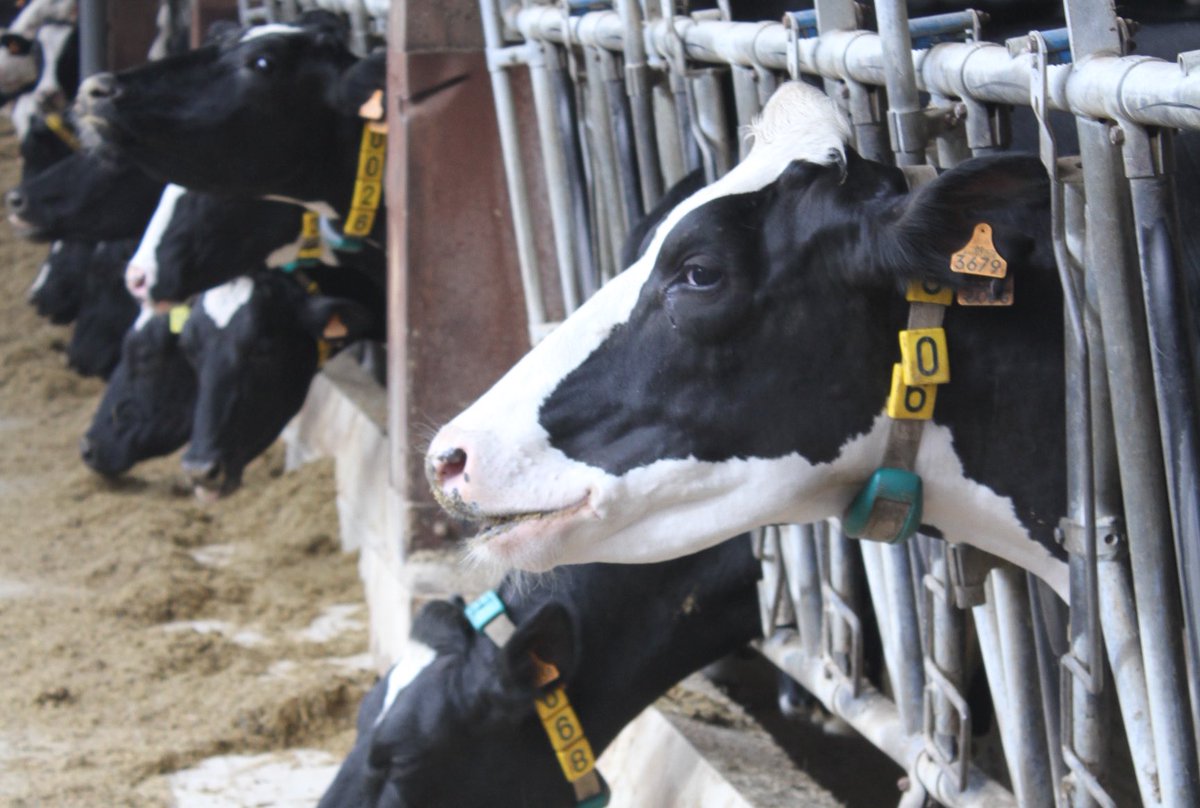 Òscar Ordeig tweet media