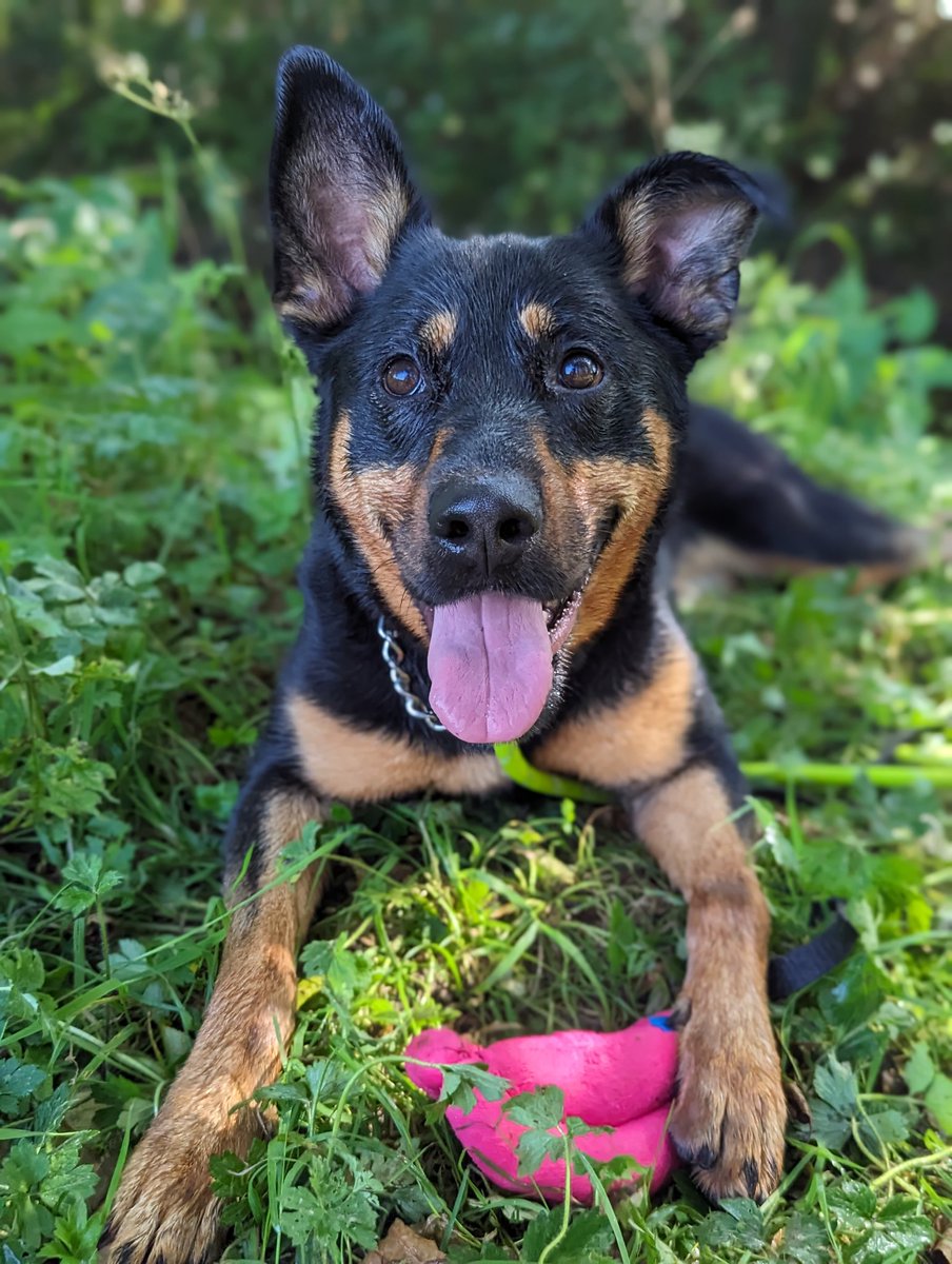 AdoptionsUk's tweet photo. Please retweet to help Bonnie find a home #CARMARTHENSHIRE #WALES #UK 
Available for adoption, registered British Charity ✅ Bonnie is looking for her forever home in Wales. Once she trusts you, she's affectionate & playful. 
She must be the only dog in the home.   
Sadly, long overlooked💔 
Details or apply for Bonnie below👇
https://t.co/Hep9K5ilYP
#dogs #dog #adoptdontshop #Rescuedogs #pets #Cardiff #Swansea #Brecon #Tenby #Pembroke #Carmarthen #Llandeilo @WWPdogs
