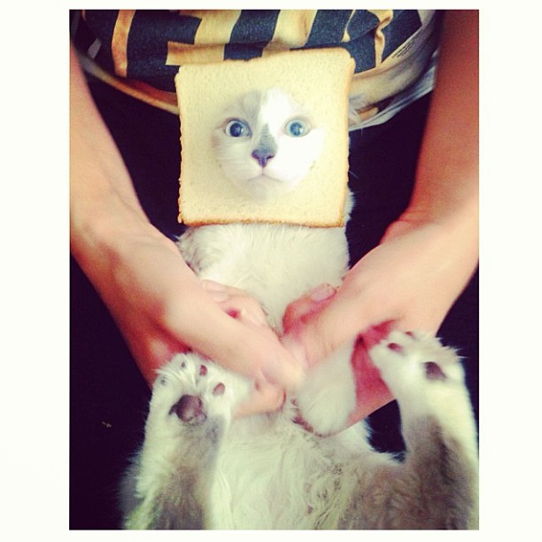INBREDCATONSOL's tweet photo. @degengambleh HOLD 🍞🫵😹🍞
$INBRED https://t.co/BgnTZ0CJzO