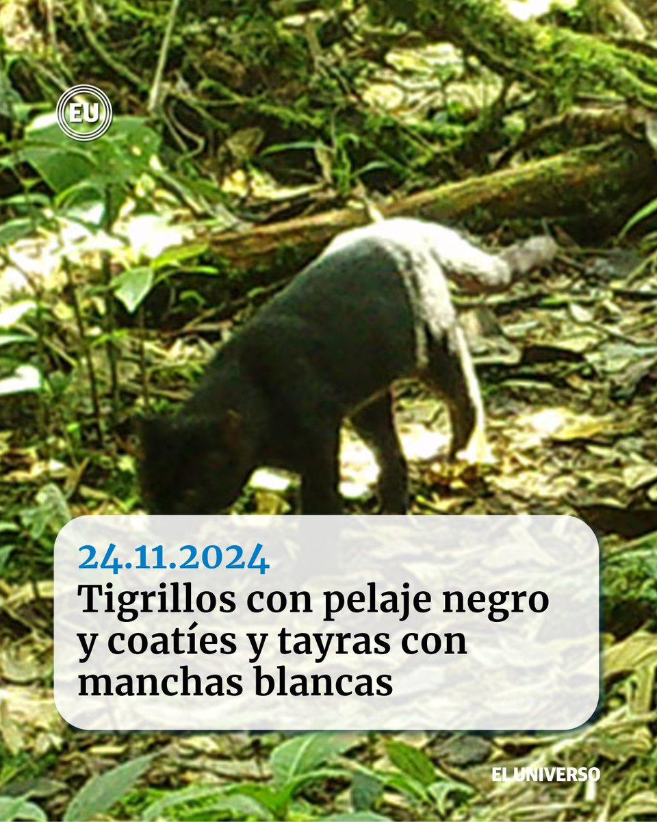 eluniversocom's tweet photo. #Ecuador | Se registró a los animales en el corredor de conectividad Llanganates-Sangay. https://t.co/gBl13EZzPi https://t.co/fTFtqv0E8X