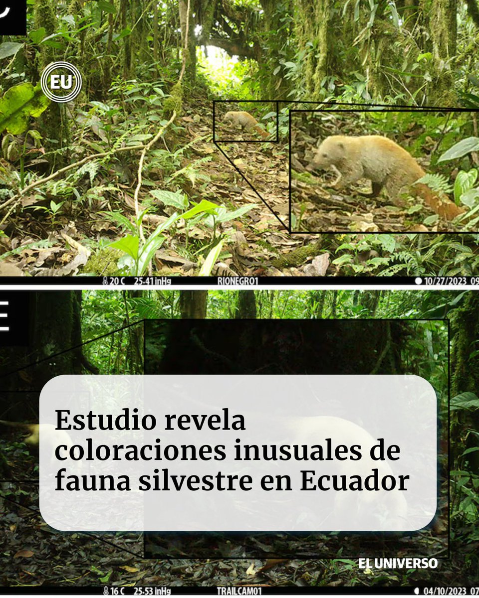 eluniversocom's tweet photo. #Ecuador | Se registró a los animales en el corredor de conectividad Llanganates-Sangay. https://t.co/gBl13EZzPi https://t.co/fTFtqv0E8X