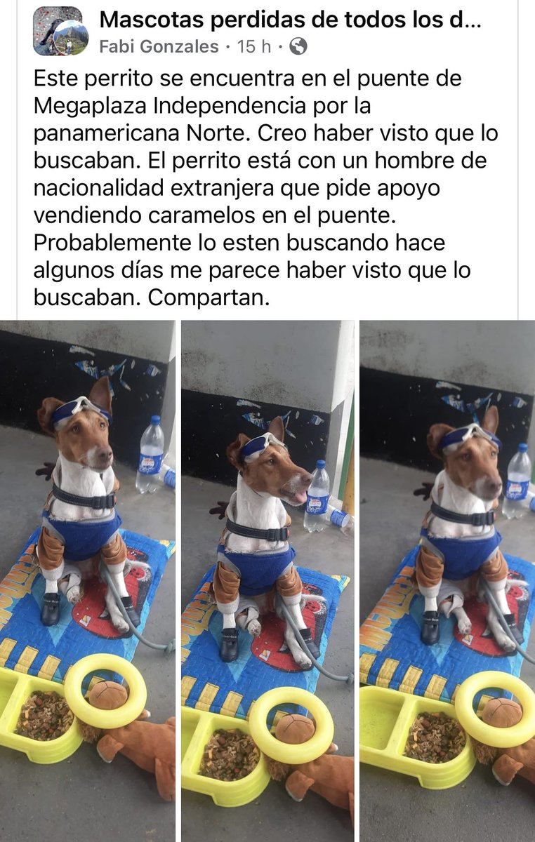 vanessasaba75's tweet photo. ¿Alguien lo reconoce? Se busca a sus dueños. https://t.co/ntcdixWixh