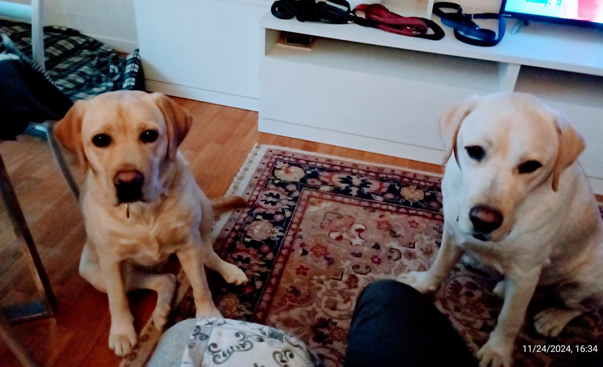 giodogsitter's tweet photo. La pazienza di che aspetta che ti cada qualche briciola di biscotto dalle mani 🤣🙂🐶🔝

#giovannibavaro #tecnicocinofilo #labradorretriever #varese #happydog https://t.co/I6a2axwDK0