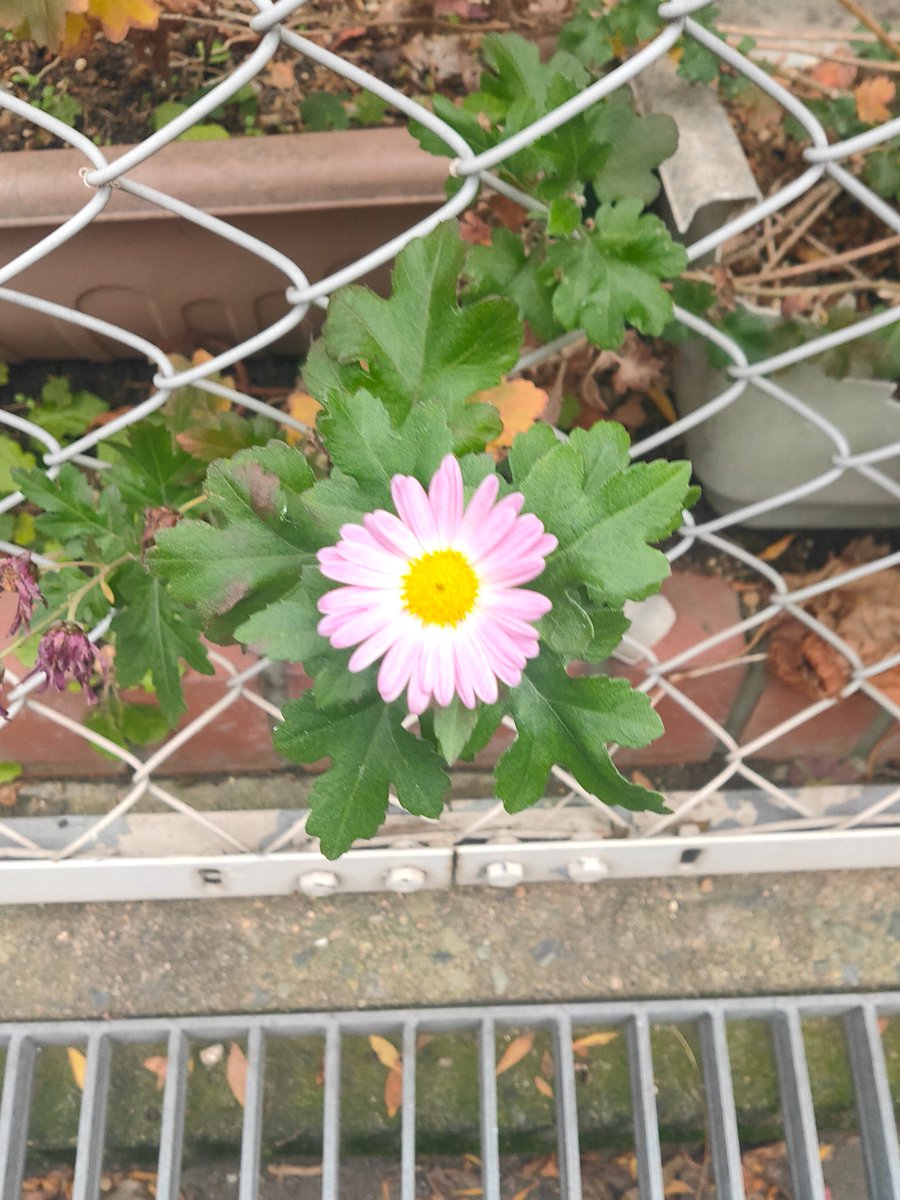 おはようございます☀️