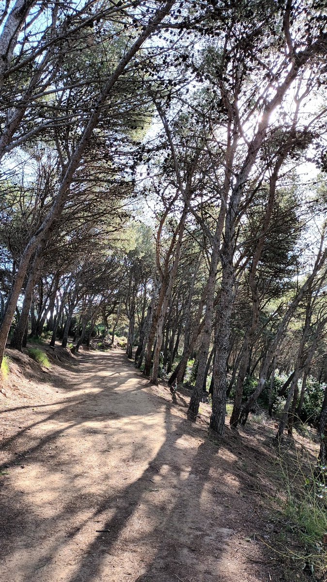 Buscant el verd i el silenci.🧘🏻