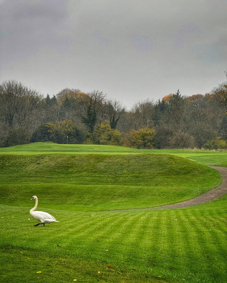 Starting the round with an unexpected birdie on the first! 🦢⛳ 

Looks like we’ve got some friendly competition on the course today.

#BirdieOnTheFirst #CourseWildlife #Birdie #GolfLife