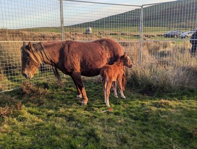 AdoptionsUk's tweet image. Please retweet, RSPCA Cymru Appeal for information   #Gelligaer and #Merthyr Common, South East #Wales  #UK  three mares and their foals seized due to welfare concerns; one foal euthanised on site ‼️
The mares were removed from Gelligaer and Merthyr Common - and each had a foal