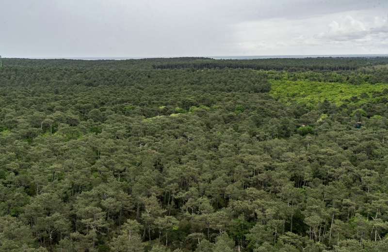 VoxEuropES's tweet photo. 🌲🌳 Los #bosques de #Europa absorben mucho dióxido de carbono, pero una gestión deficiente está poniendo en peligro su papel vital. Lee el reportaje de Louisa Bouri-Saouter, Rita Cruz y @Ruhrnalist; con @journalismfund #cambioclimático
https://t.co/Nqzm19mdIw https://t.co/fsgc4jHqVn