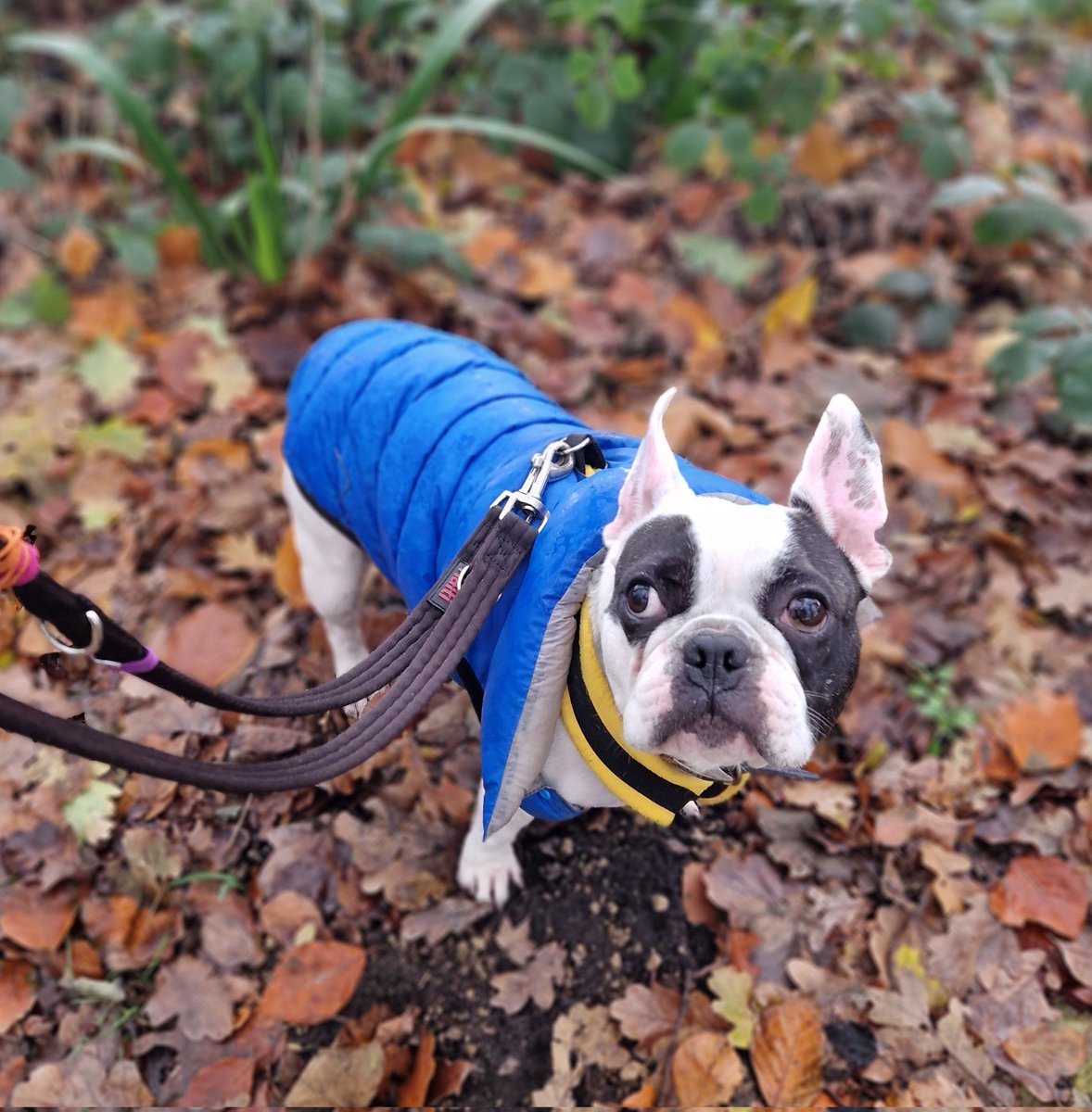 Vikki Marshall (@actasflippers) on Twitter photo Patch is an adorable French bulldog, ready and waiting for his new home. He loves his walks and is such a good boy. Patch is at <a href="/Freshfieldsresc/">Freshfields</a> #rescuedog #frenchbulldog #Frenchie #adoptme #adoptdontshoe #ineedhome 🐾💕 Patch is an adorable French bulldog, ready and waiting for his new home. He loves his walks and is such a good boy. Patch is at <a href="/Freshfieldsresc/">Freshfields</a> #rescuedog #frenchbulldog #Frenchie #adoptme #adoptdontshoe #ineedhome 🐾💕