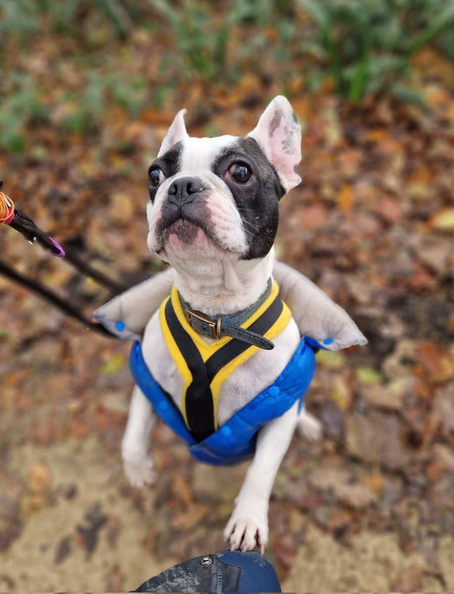 actasflippers's tweet image. Patch is an adorable French bulldog, ready and waiting for his new home. He loves his walks and is such a good boy. Patch is at @Freshfieldsresc #rescuedog #frenchbulldog #Frenchie #adoptme #adoptdontshoe #ineedhome 🐾💕