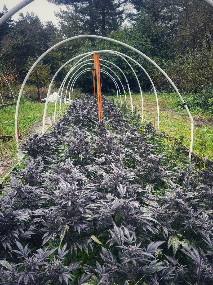 GalacticFarmer1's tweet photo. The blacker the berry… #LateRun #IceCreamCake #Finished #Purple #Black #GreenThumb #Cannabis #Terroir #FullSpectrum https://t.co/rFb50g1O3t