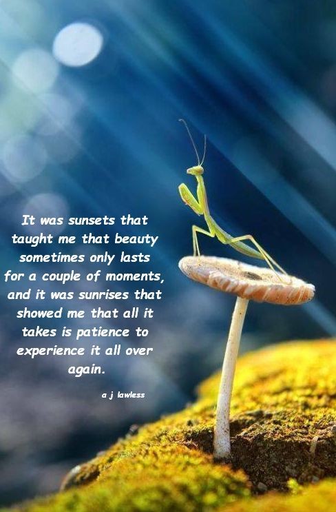 Untamedpath's tweet photo. "When nature decides to quote poetry, even the mantis gets philosophical. #MantisMeditation #NatureNarratives #WildWisdom" https://t.co/d6N79BCx6n