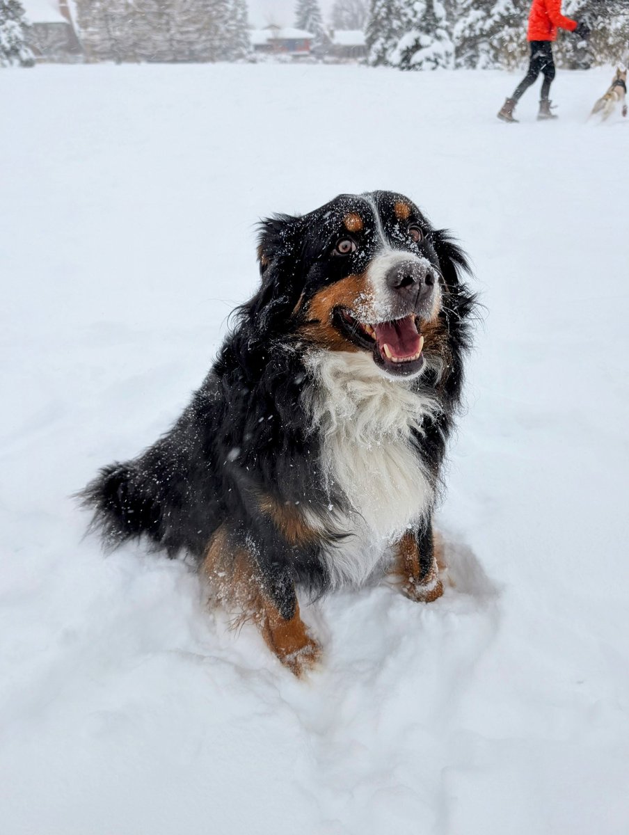NRG_GuideGuy's tweet photo. Happy Snow Day from Hubert, Bella and Denver.
Playing in the fresh snow at @RiverParkDogs makes for very tired snow pups.
@Rachel_Louie02
@WestSeaWx @weathernetwork @RussianBerner
#yycsnowpups https://t.co/uCGGwLDNxG