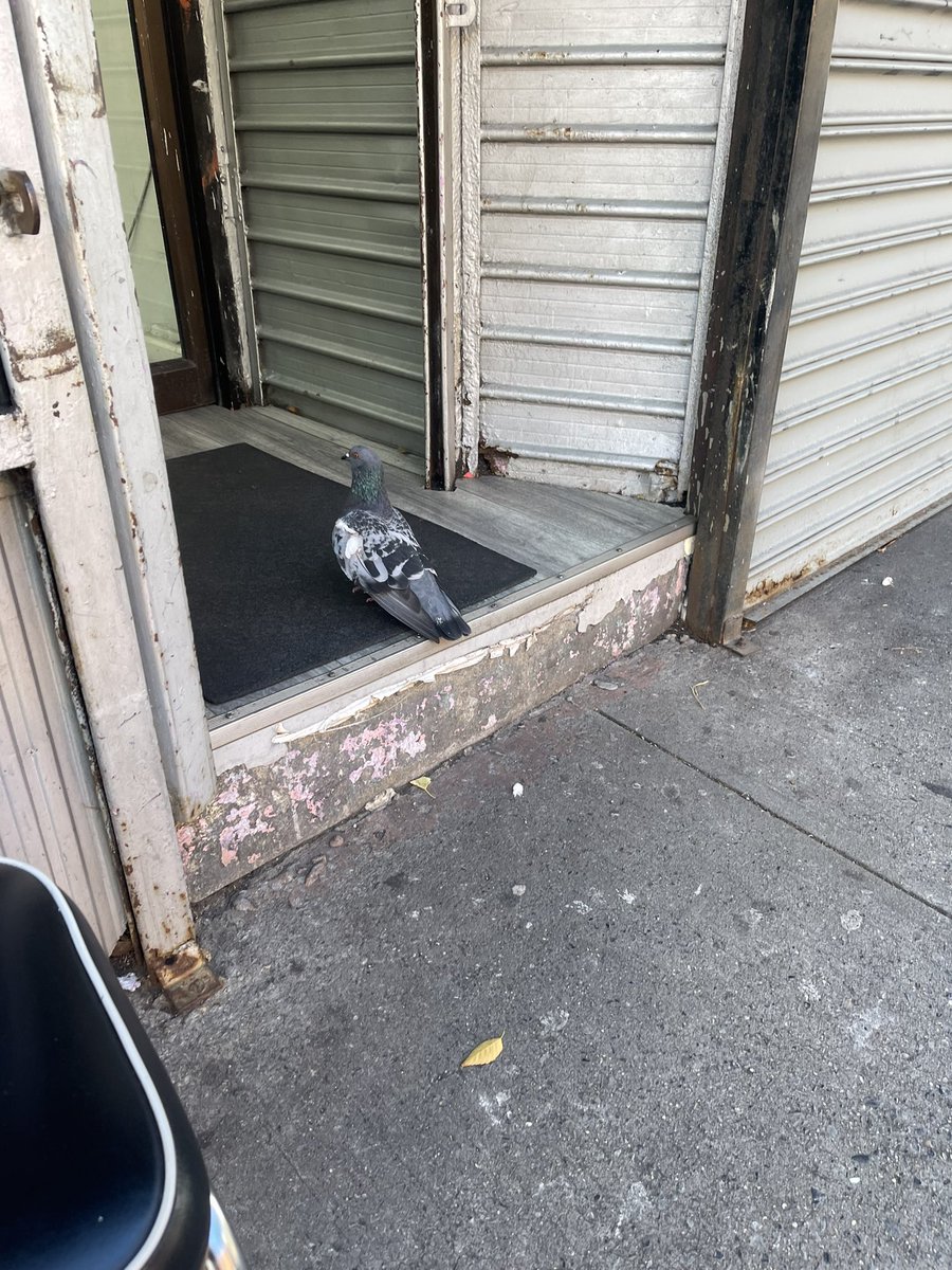 totesbeau_'s tweet photo. Injured bird Columbus between 105 and 104th I can’t take it in now can someone please @wildbirdfund #injuredbird #birdnyc #manhattan #birdcpw https://t.co/XcAnOLtOIM