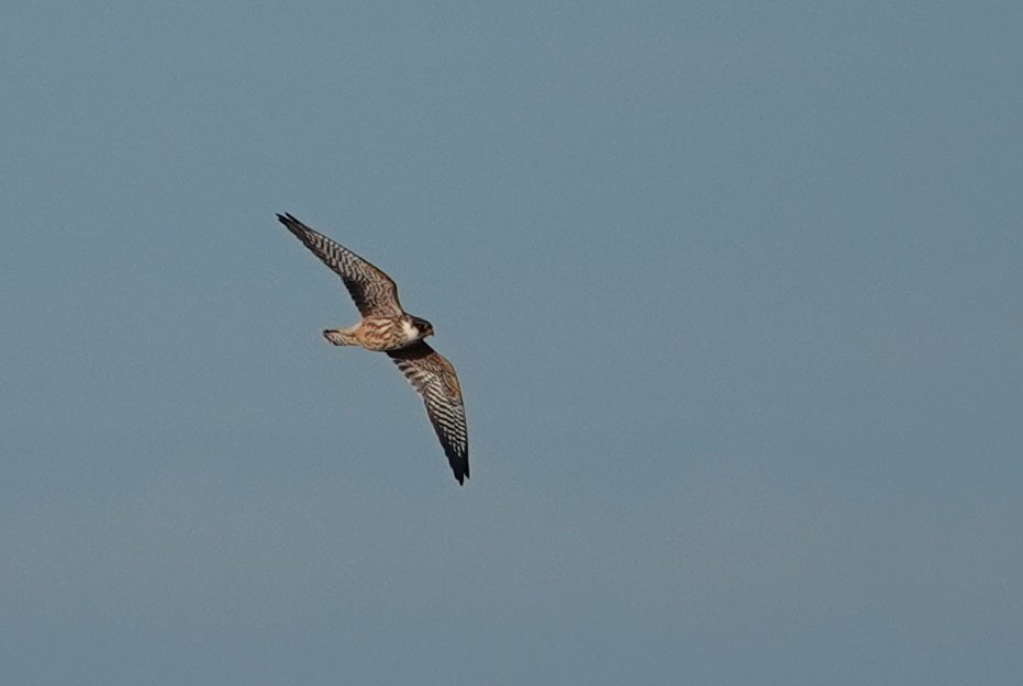 WBRC - Welsh Birds Rarities Committee tweet media