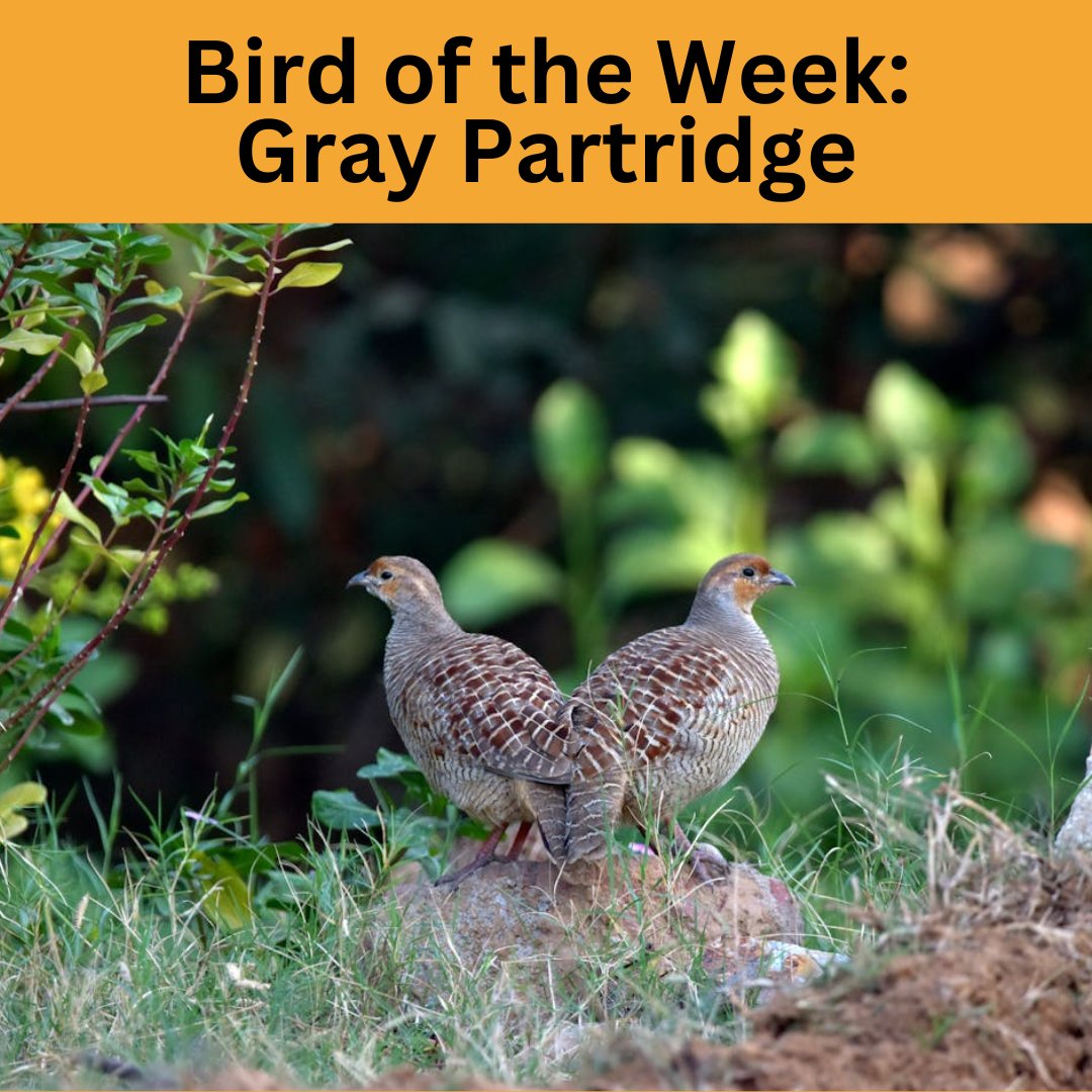 WildBirdYYC's tweet photo. 🐦 Bird of the Week: Gray Partridge 🐦

This chubby bird with a rusty face &amp; streaky sides loves fields &amp; grasslands. Fun fact: They were introduced to North America in the early 1900s!

📸 Photo by Amit Rai

#GrayPartridge #BirdOfTheWeek #BackyardBirding #BirdWatching #YYCBirds https://t.co/1leEht22ec
