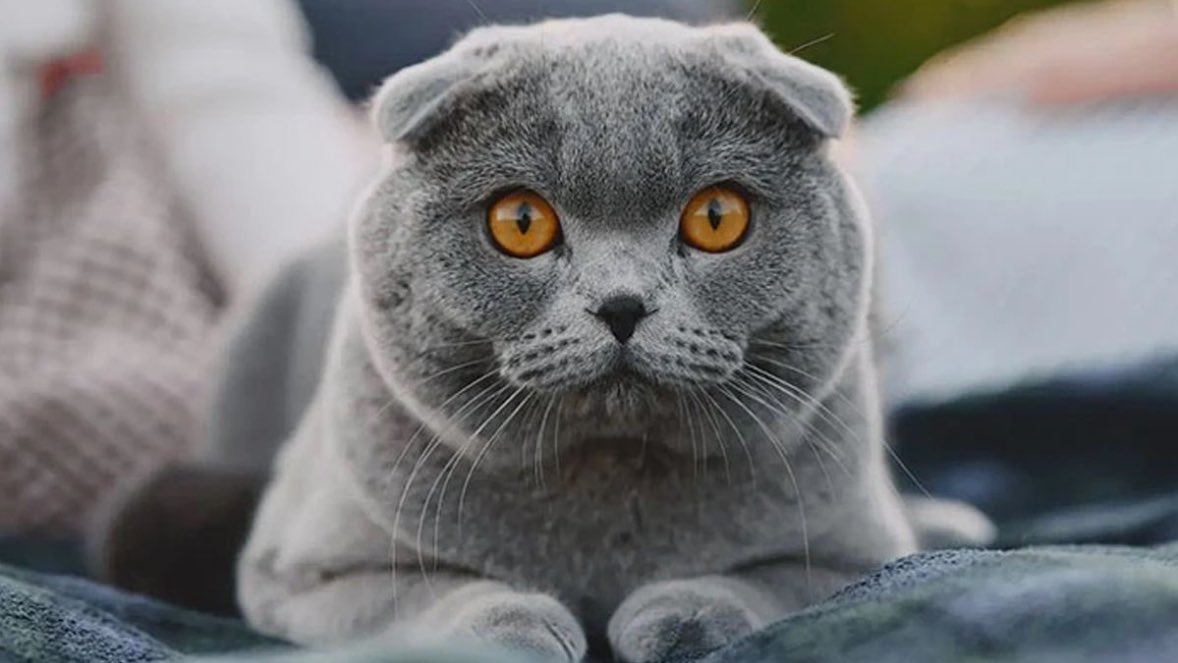 Gusholder Haber Bülteni tweet media