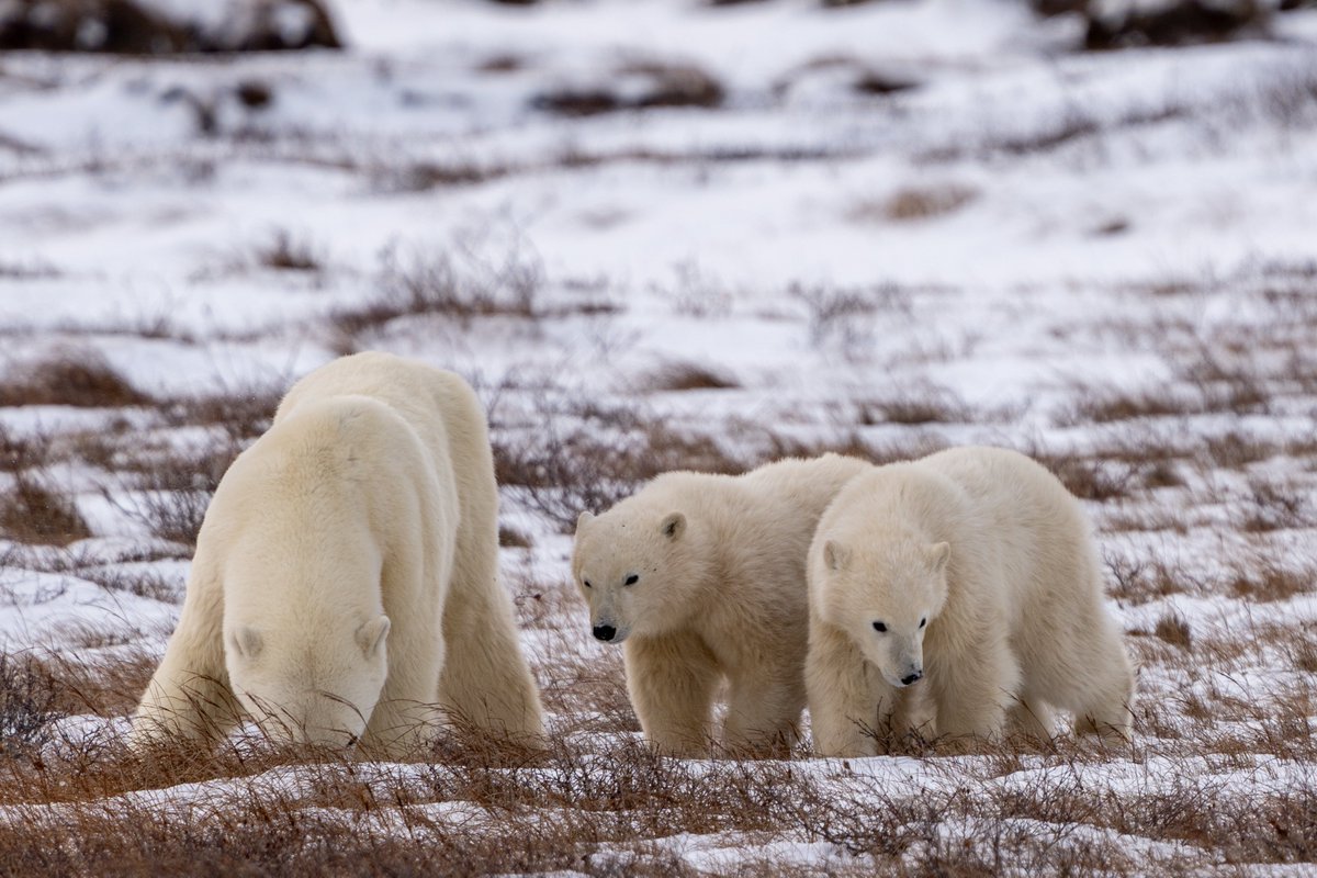 Gm!

Cubs getting bored… ;)
