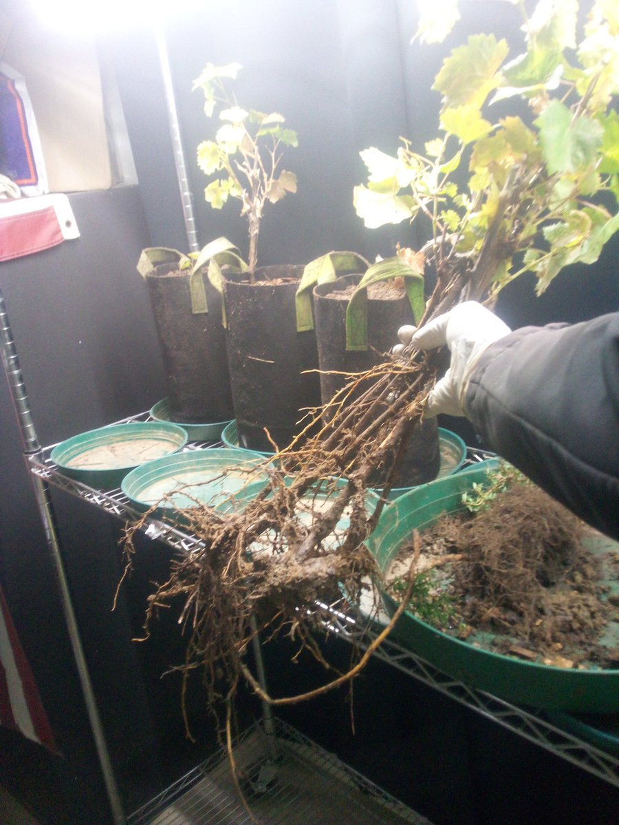 916FarmerBoy's tweet image. #GrapeVine #wineGrape #Grape #Grapes #Wine future #Vineyard