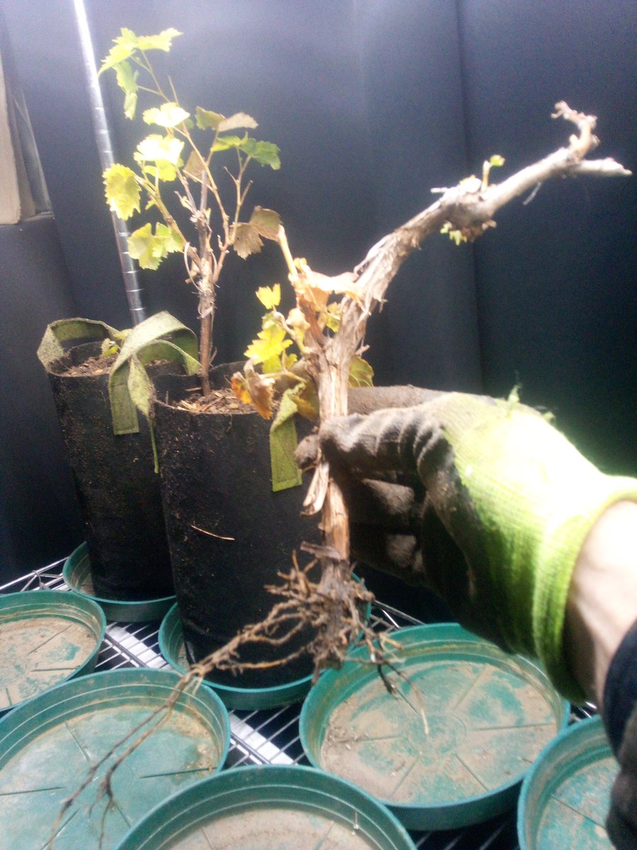 916FarmerBoy's tweet image. #GrapeVine #wineGrape #Grape #Grapes #Wine future #Vineyard