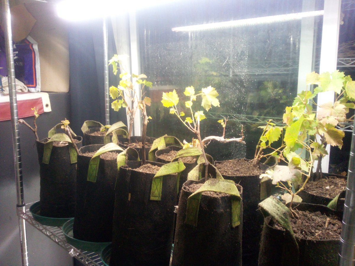 916FarmerBoy's tweet image. #GrapeVine #wineGrape #Grape #Grapes #Wine future #Vineyard