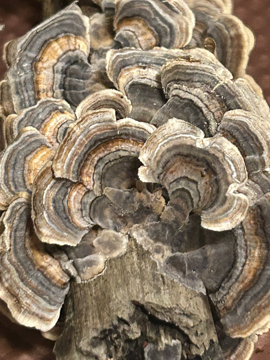 Essau1969's tweet photo. Tons of #TurkeyTail #TinctureTime #SundayFunday π #MushLove π«Ά https://t.co/fSz4LyqIHq
