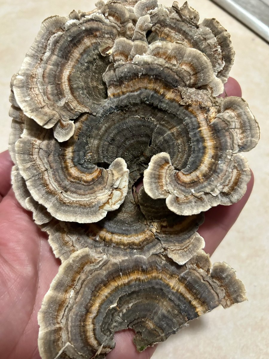 Essau1969's tweet photo. Tons of #TurkeyTail #TinctureTime #SundayFunday π #MushLove π«Ά https://t.co/fSz4LyqIHq