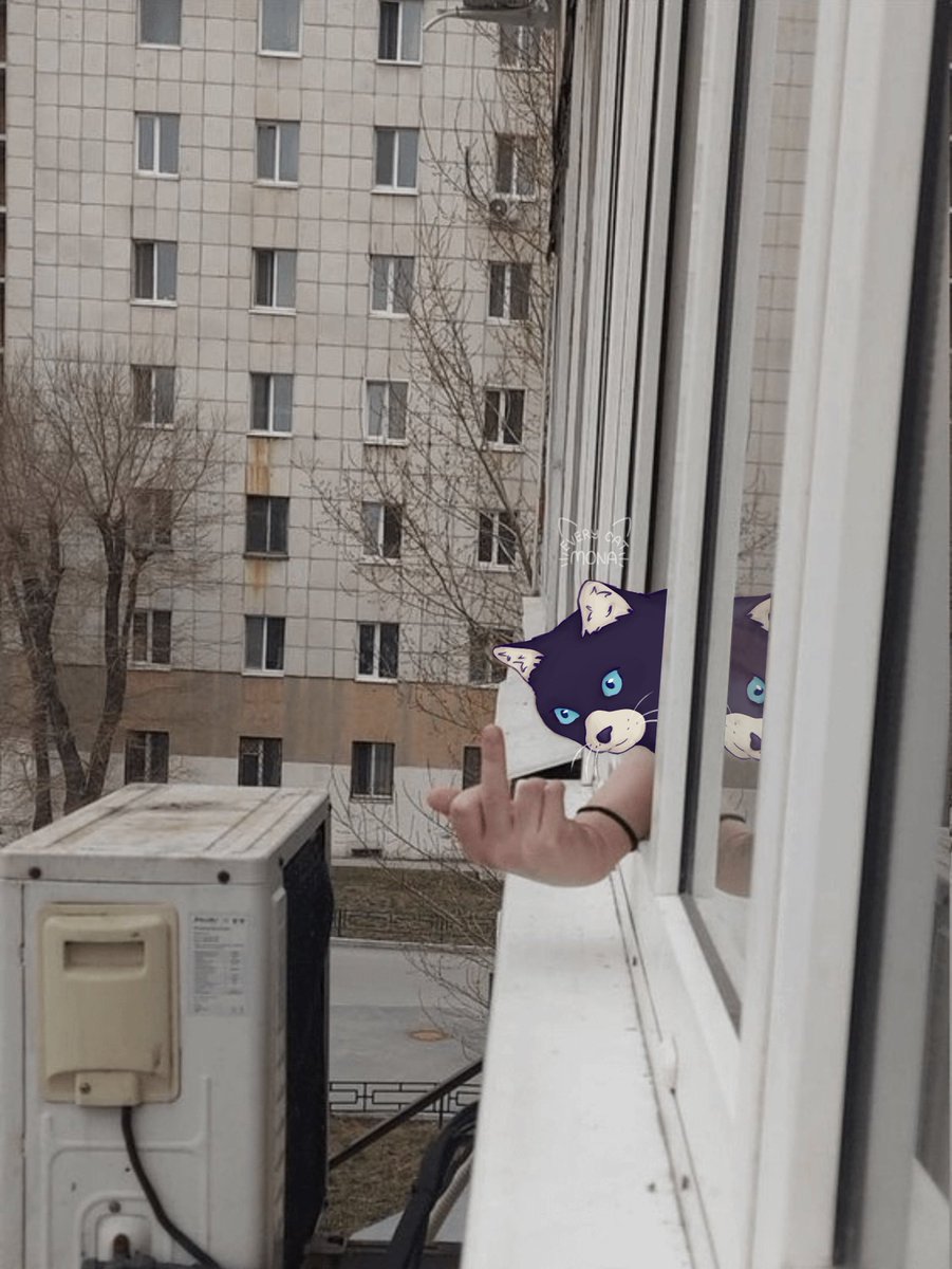 mona from persona (@everycatmona) on Twitter photo 