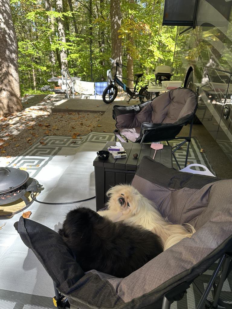 LilCaliGurl's tweet photo. Wake-n up afder dat game.
.
.
.
#caligurl #flamingler #rvlife #rvliving #rvdogs #camping #campinglife #sweetsammy #gorving #BigAl #glamping #campingwithdogs #travelgram #traveling #adventuretravel #liveagreatstory #roadsideamerica https://t.co/k3GKFX0zUN