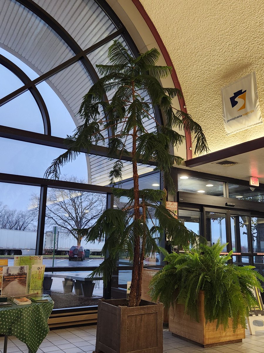 Saw a giant Norfolk pine the other day