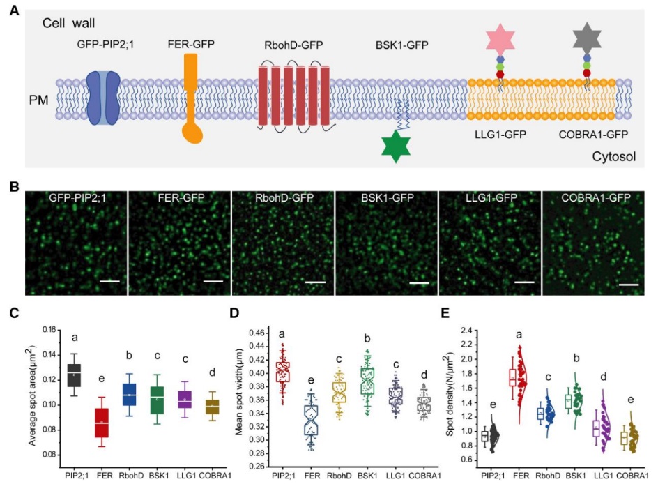 🔬☘️

Using single-molecule tracking, authors studied the dynamics of 6 Arabidopsis plasma membrane proteins and showed that cytoskeleton limits the diffusion of plasma membrane proteins <a href="/PlantPhys/">Plant Physiology</a> 

doi.org/10.1093/plphys…