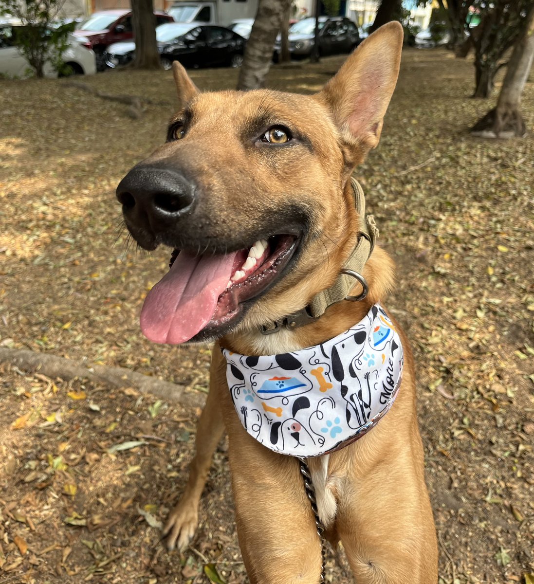 HELA_MORE's tweet image. Canelo conocerá en un rato a un posible adoptante.
Les contamos como le va 🫶🏻