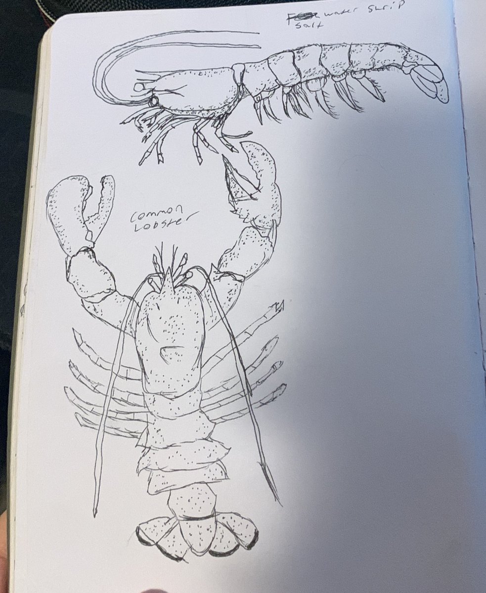 GruntZO2's tweet photo. Lobster and shrimp drawing #art #AnimalsLover #animals #sketch #sketching #art #draw https://t.co/eOslxNJE0D