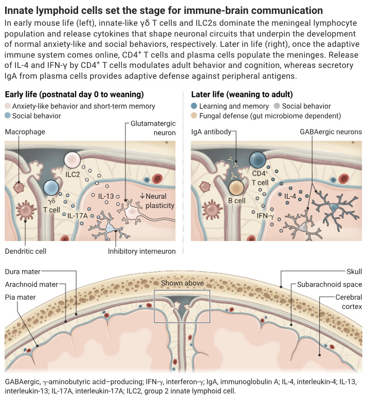 In a new Science study, researchers report a previously overlooked contributor to the meningeal immune landscape in early brain development: group 2 innate lymphoid cells (ILC2s).

Learn more ⬇️ 
📄: bit.ly/3YzGBJE
#SciencePerspective: bit.ly/4fg4zkc