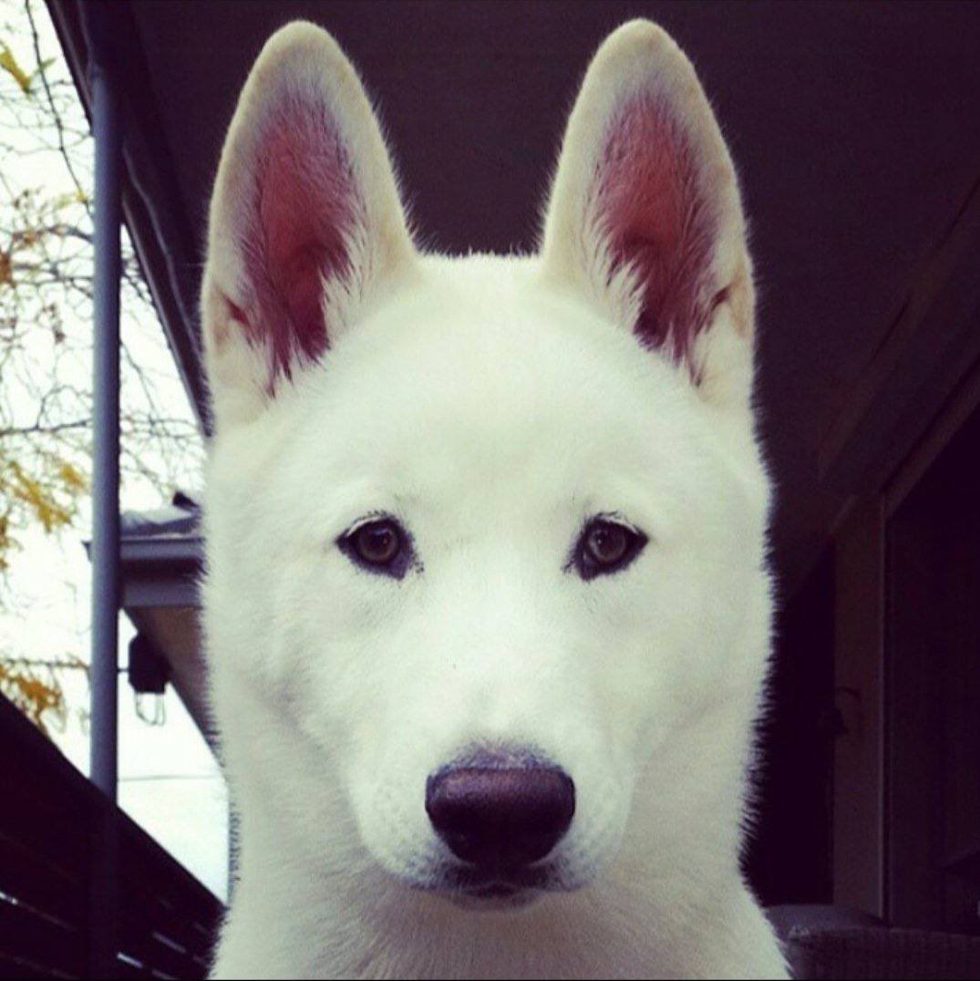 This dog actually deserves millions for the good it's provoking in the community thru charitable contributions and spreading awareness to keep our pets healthy and protected

I'm calling bottom here. Anything under 5M is a disappointment for $POLAR