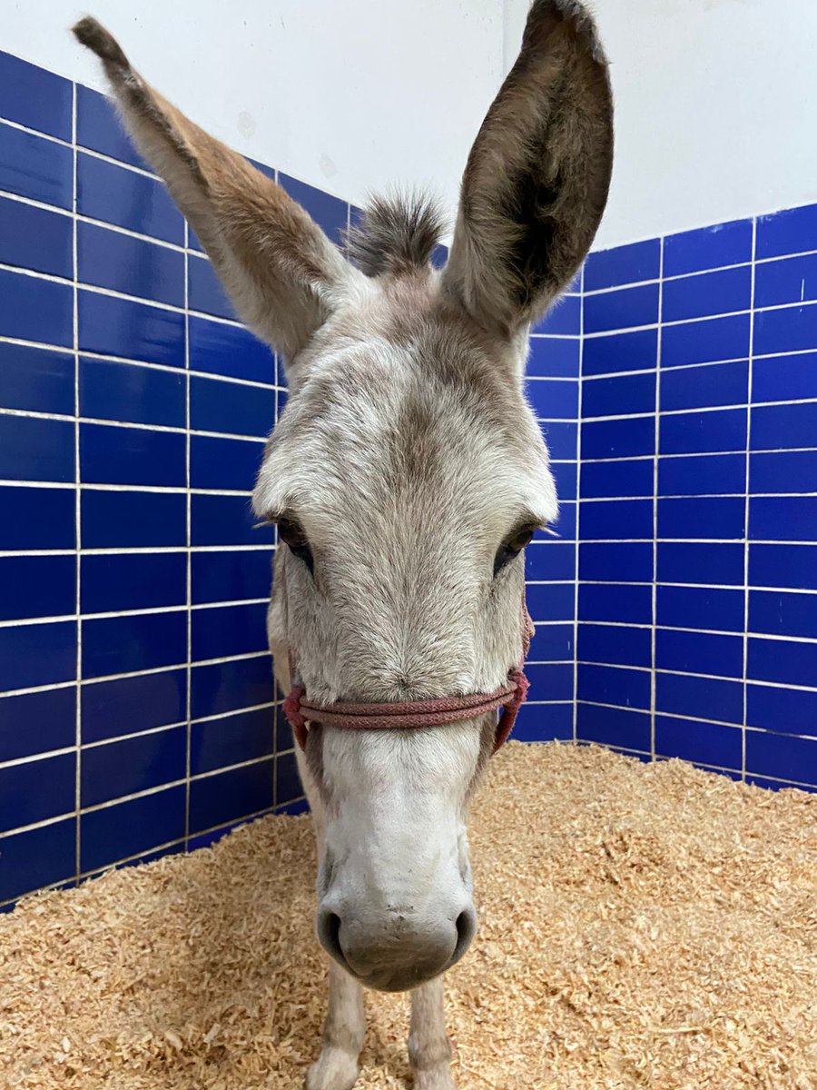 Fundación Toby tweet media