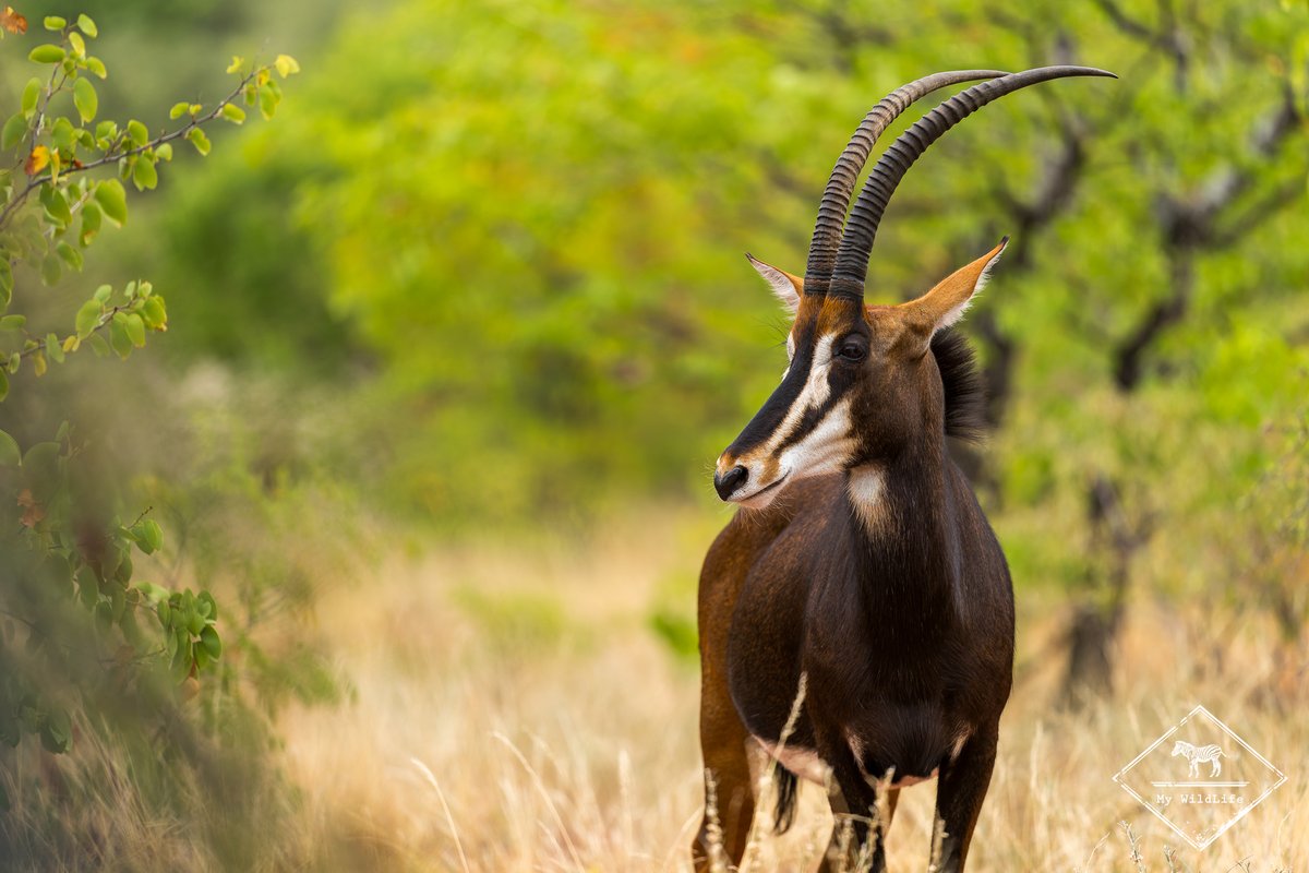 BlogMyWildlife's tweet image. Test et avis sur le Wilderness Tented Camp, un petit  camp de 10 tentes confortables et d'un bon rapport qualité/prix, dans la réserve privée de Mapesu en Afrique du Sud my-wildlife.com/avis-sur-le-wi… 🇿🇦

#bestlodge #mapesegemereserve