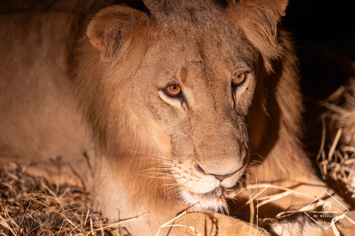 BlogMyWildlife's tweet image. Test et avis sur le Wilderness Tented Camp, un petit  camp de 10 tentes confortables et d'un bon rapport qualité/prix, dans la réserve privée de Mapesu en Afrique du Sud my-wildlife.com/avis-sur-le-wi… 🇿🇦

#bestlodge #mapesegemereserve