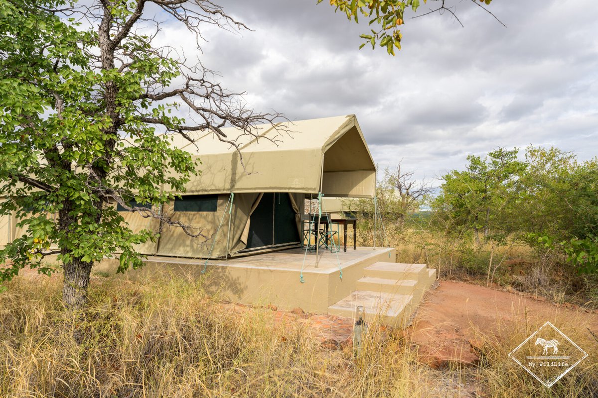 BlogMyWildlife's tweet image. Test et avis sur le Wilderness Tented Camp, un petit  camp de 10 tentes confortables et d'un bon rapport qualité/prix, dans la réserve privée de Mapesu en Afrique du Sud my-wildlife.com/avis-sur-le-wi… 🇿🇦

#bestlodge #mapesegemereserve