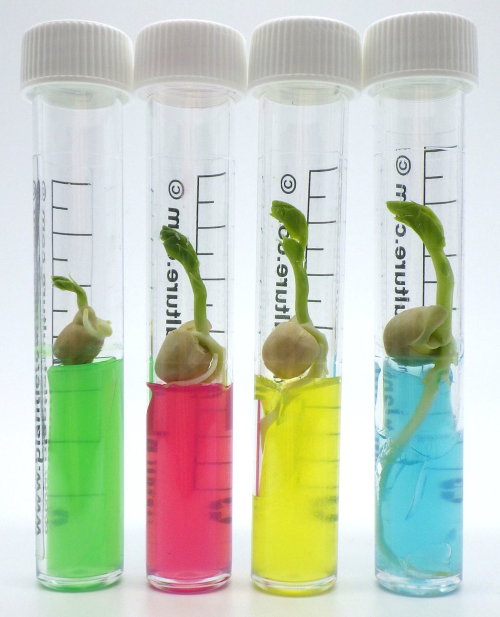 plantletculture's tweet photo. NEW Launching 8 kits (excluding seeds) available to USA customers
Grow peas, french beans, mangetout, sunflowers and pumpkins in colourful gel test tubes on windowsills no compost needed!
https://t.co/2giufmAwSk
https://t.co/iqfGowlsco
#MHHSBD #USA #growyourown #activitypacks https://t.co/HOIXTkQkkb