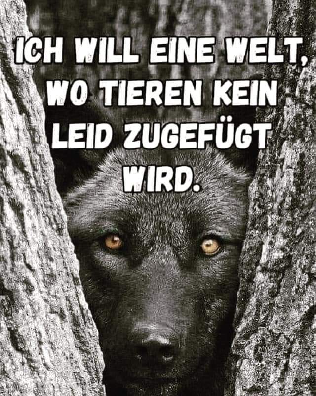 SO IST ES!!!
Dafür werden wir gemeinsam kämpfen, denn kein Mensch hat das Recht Tieren weh zu tun!