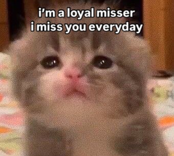 Catsillyness's tweet photo. loyal misser https://t.co/PLhfBp1LMO