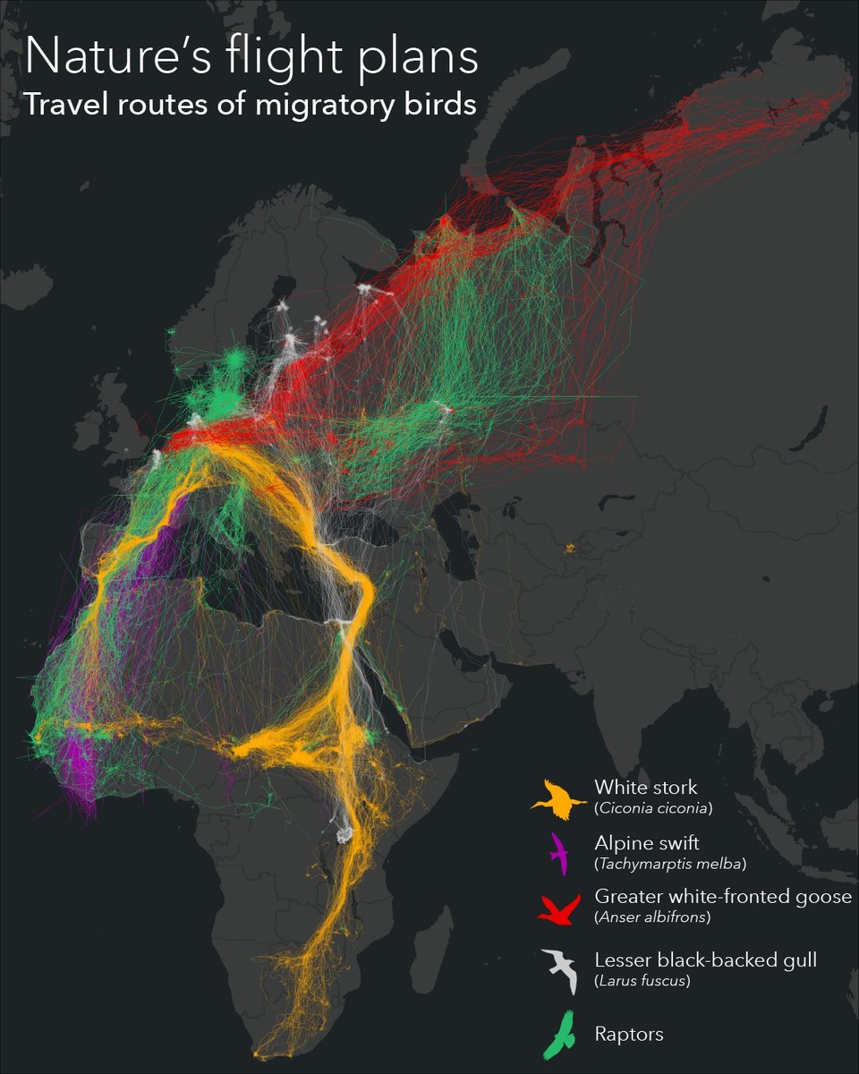 If your holiday travel plans feel hectic, consider the itineraries of migrating birds. 🦅 This map by <a href="/Esri_de/">Esri Deutschland</a> shows five species who travel great distances to winter or breed. 

🔹Data: Movebank 

#cartography #birding