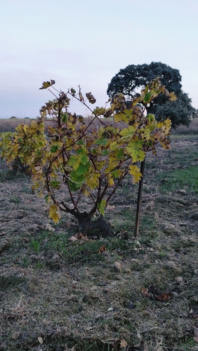 juntoalmonte's tweet photo. Las grullas. El tren. Los cencerros.

El otoño. https://t.co/YSB2uDpRhj